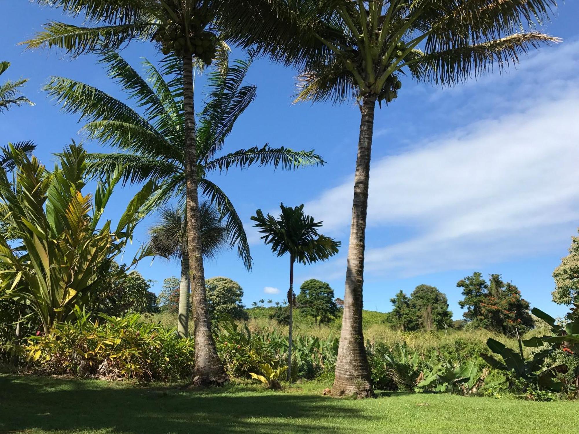 Island Goode'S - Luxury Adult Only Accommodation Near Hilo Papaikou Exterior foto