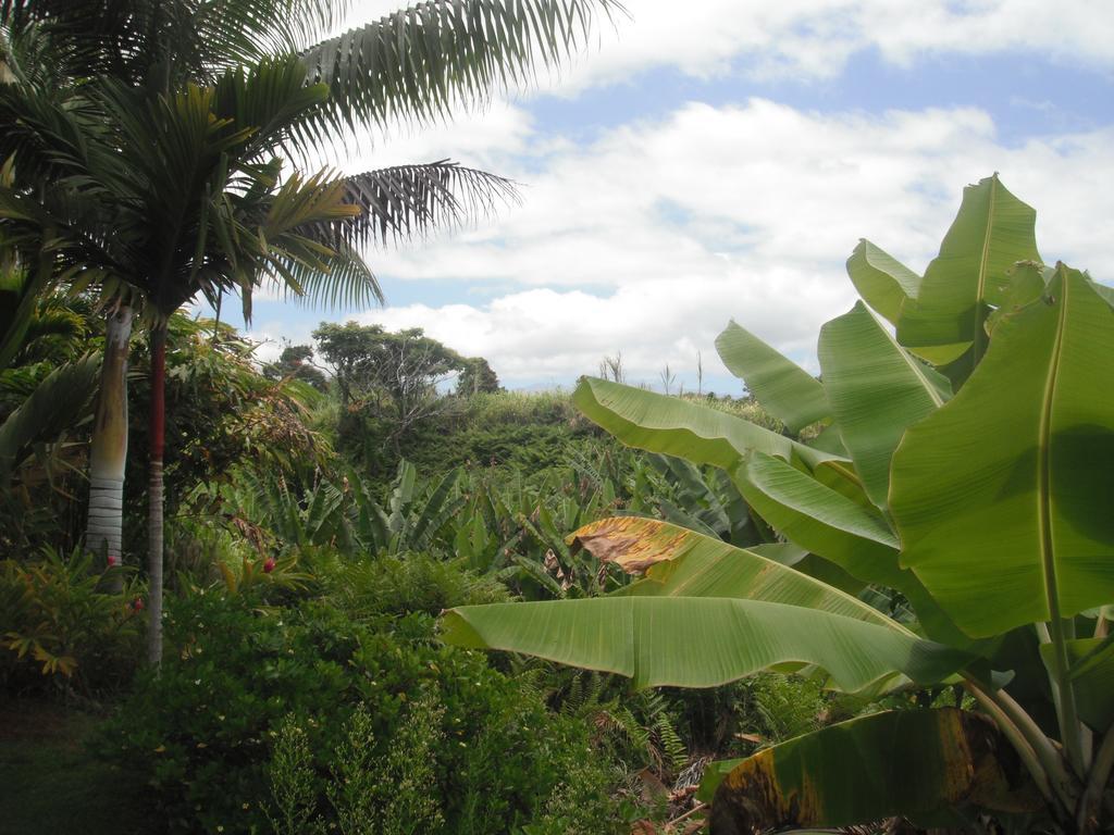 Island Goode'S - Luxury Adult Only Accommodation Near Hilo Papaikou Exterior foto