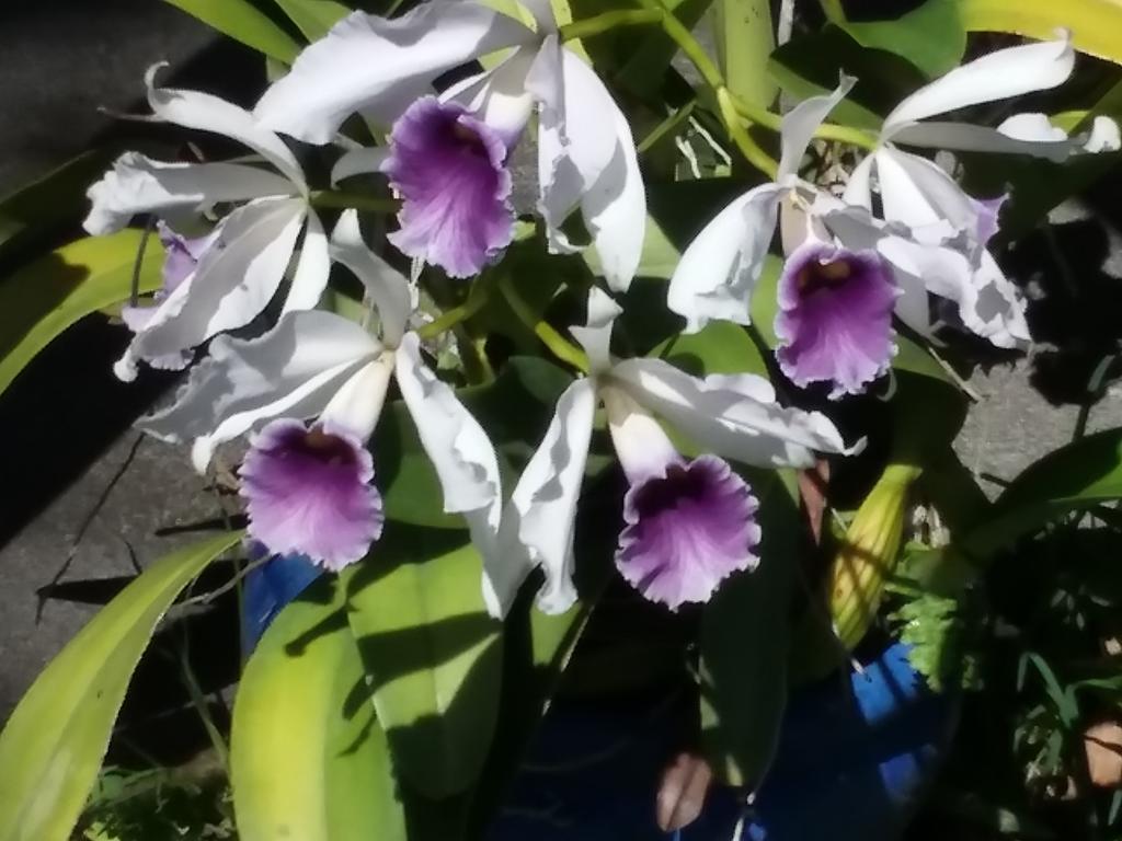 Island Goode'S - Luxury Adult Only Accommodation Near Hilo Papaikou Exterior foto