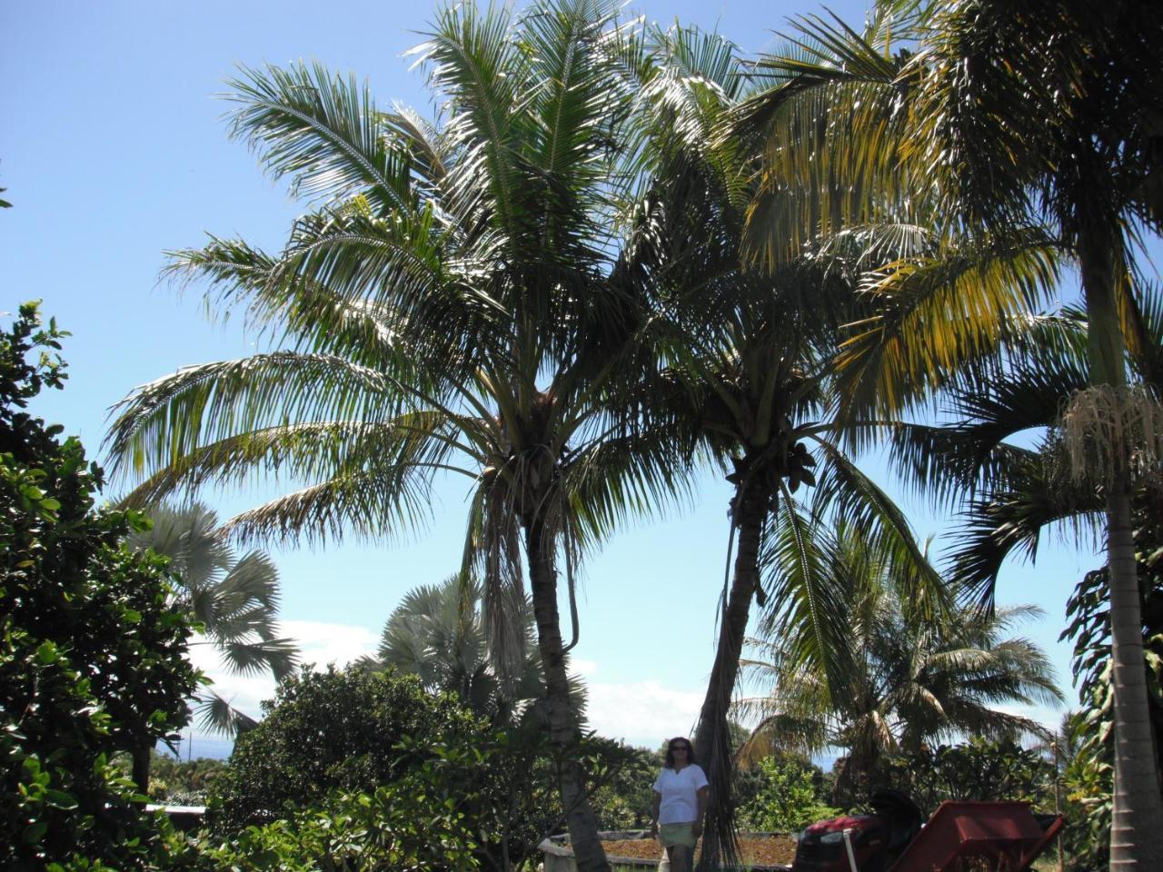 Island Goode'S - Luxury Adult Only Accommodation Near Hilo Papaikou Exterior foto